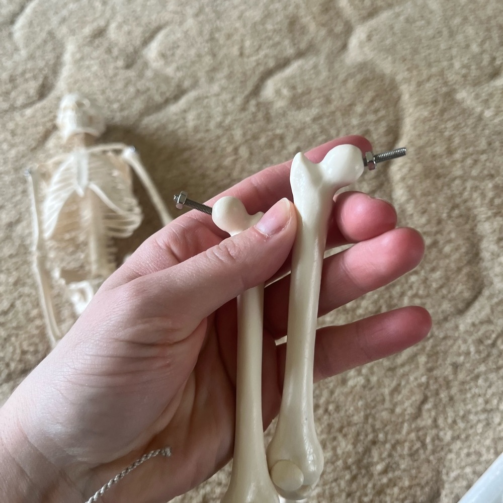 Anatomical Mini Human Skeleton Model — Cream Educational Display - Picture 3 of 9